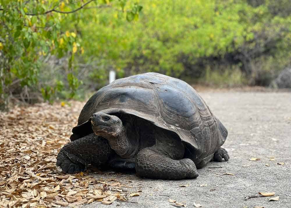 Galápagos. Galápagos.