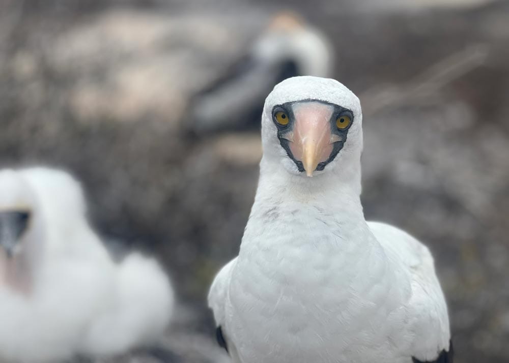 Galápagos. Galápagos.