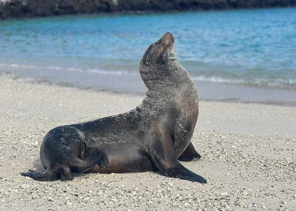 Galápagos. Galápagos.