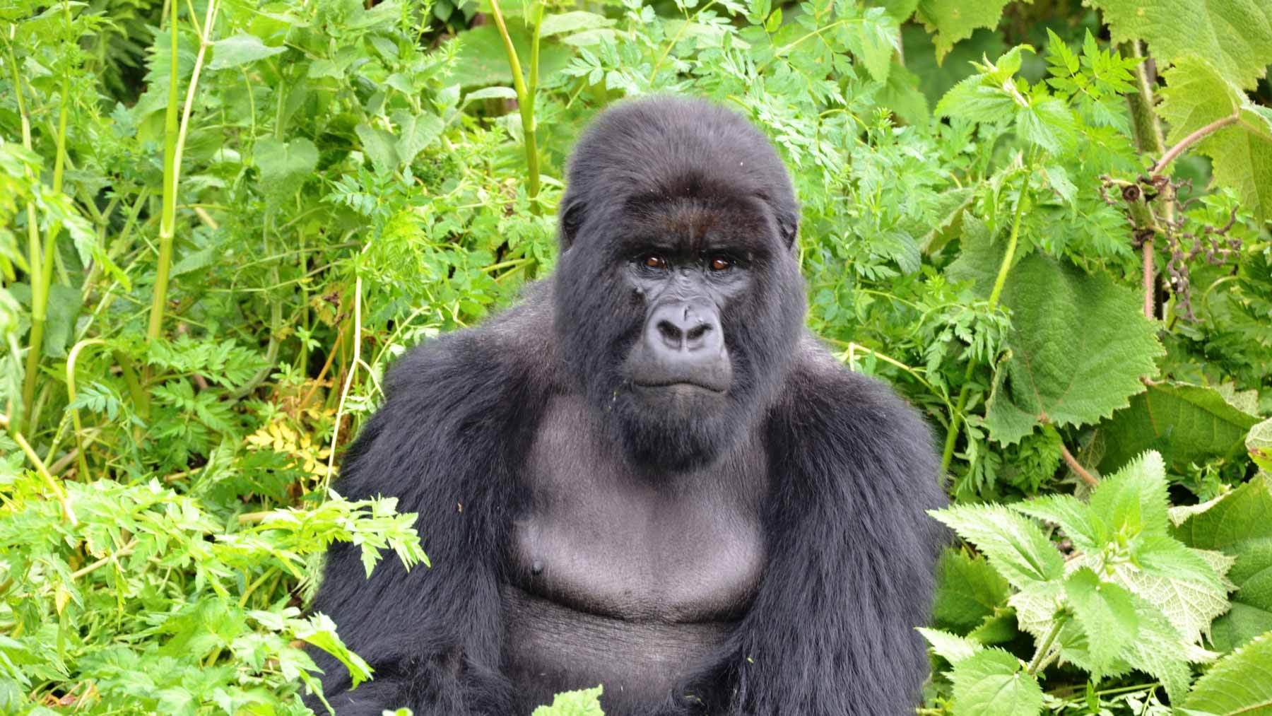 Bergsgorilla i Rwanda.